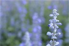 hyssop 精油（Hyssop Essential Oil Nature's Remedy for Mind and Body）